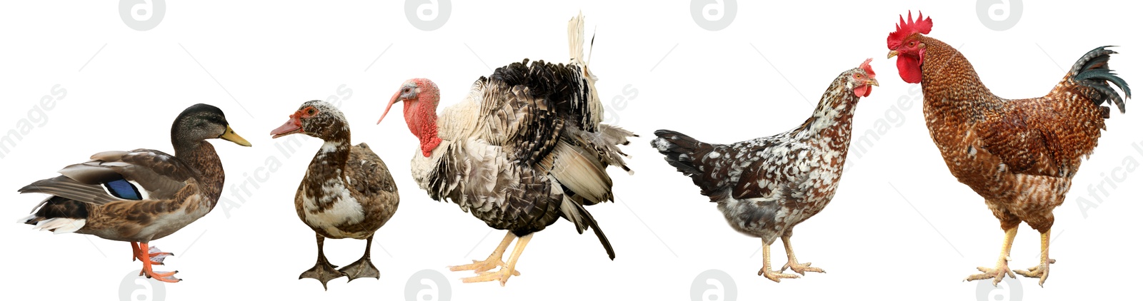 Image of Different domesticated birds on white background, collage