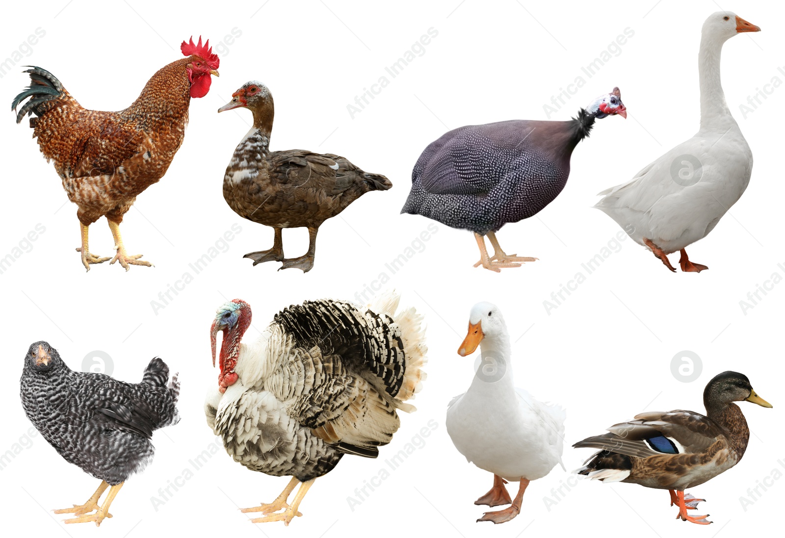 Image of Different domesticated birds on white background, collage