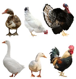 Image of Different domesticated birds on white background, collage