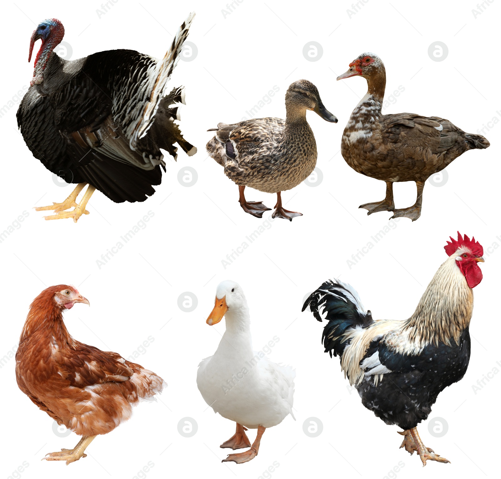 Image of Different domesticated birds on white background, collage