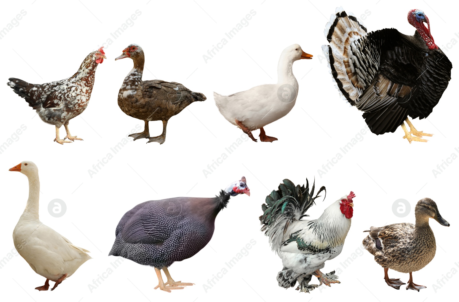 Image of Different domesticated birds on white background, collage