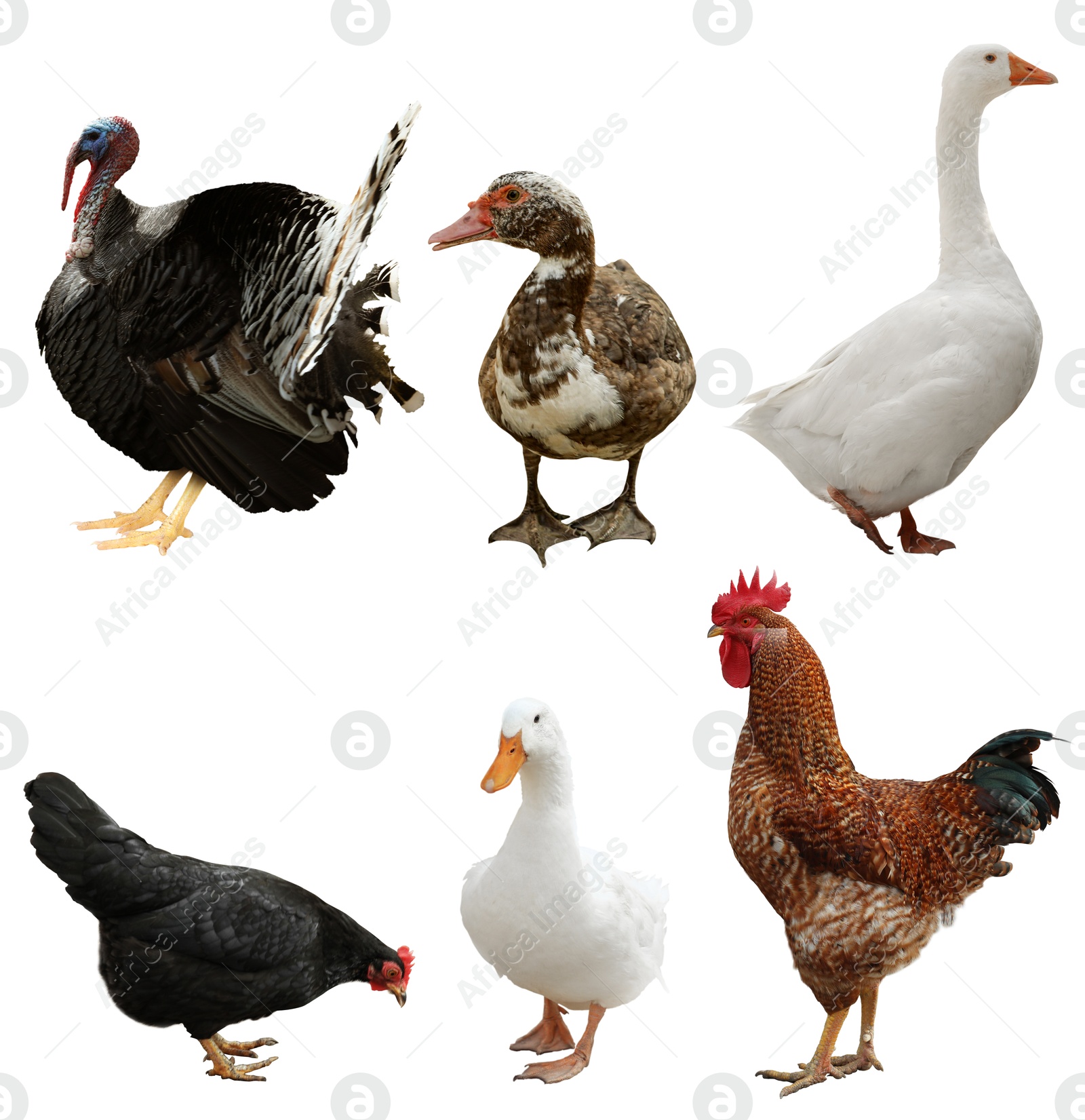 Image of Different domesticated birds on white background, collage