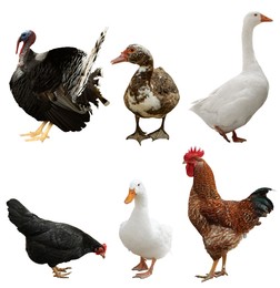 Image of Different domesticated birds on white background, collage