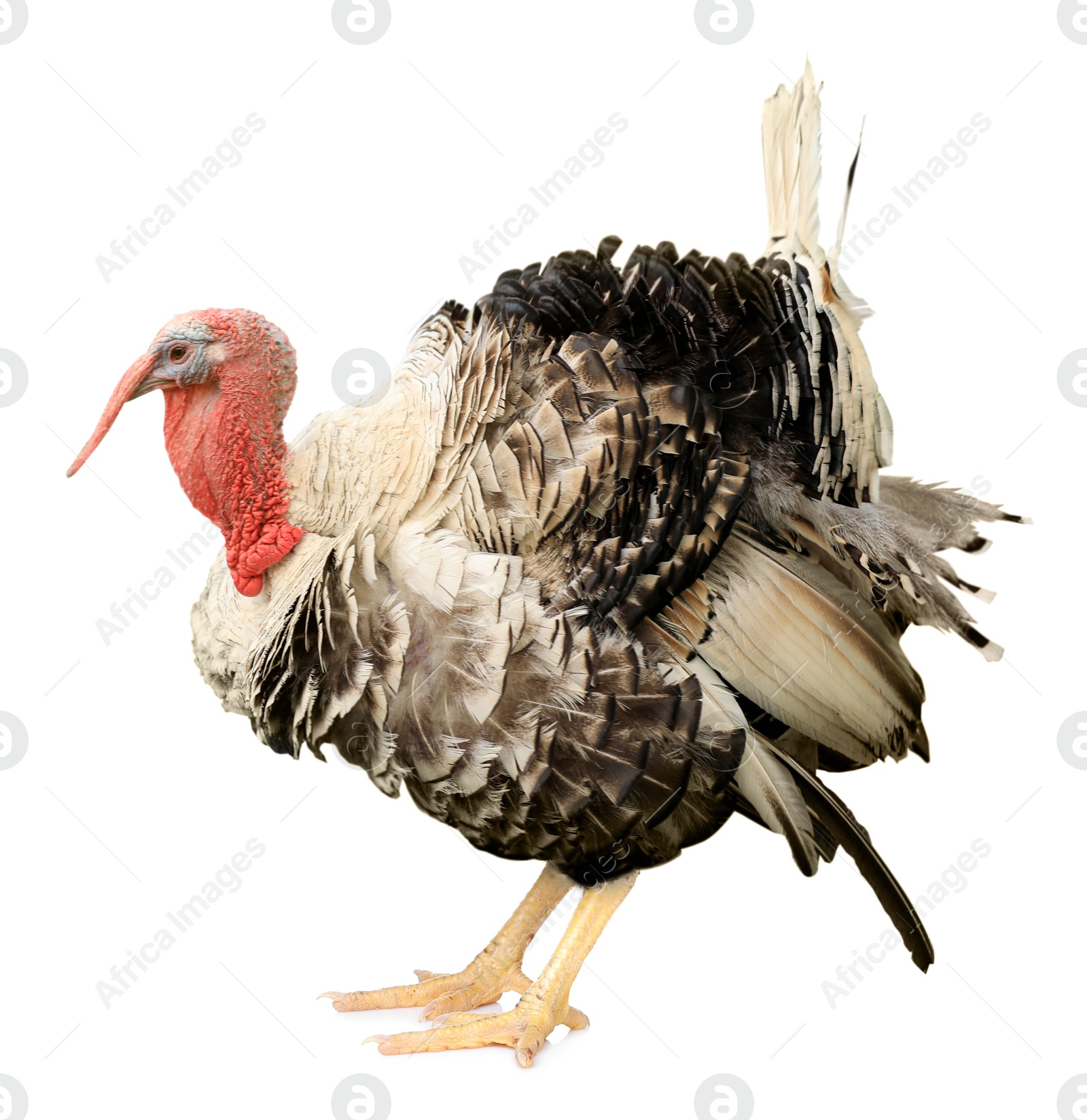 Image of One turkey isolated on white. Domesticated bird