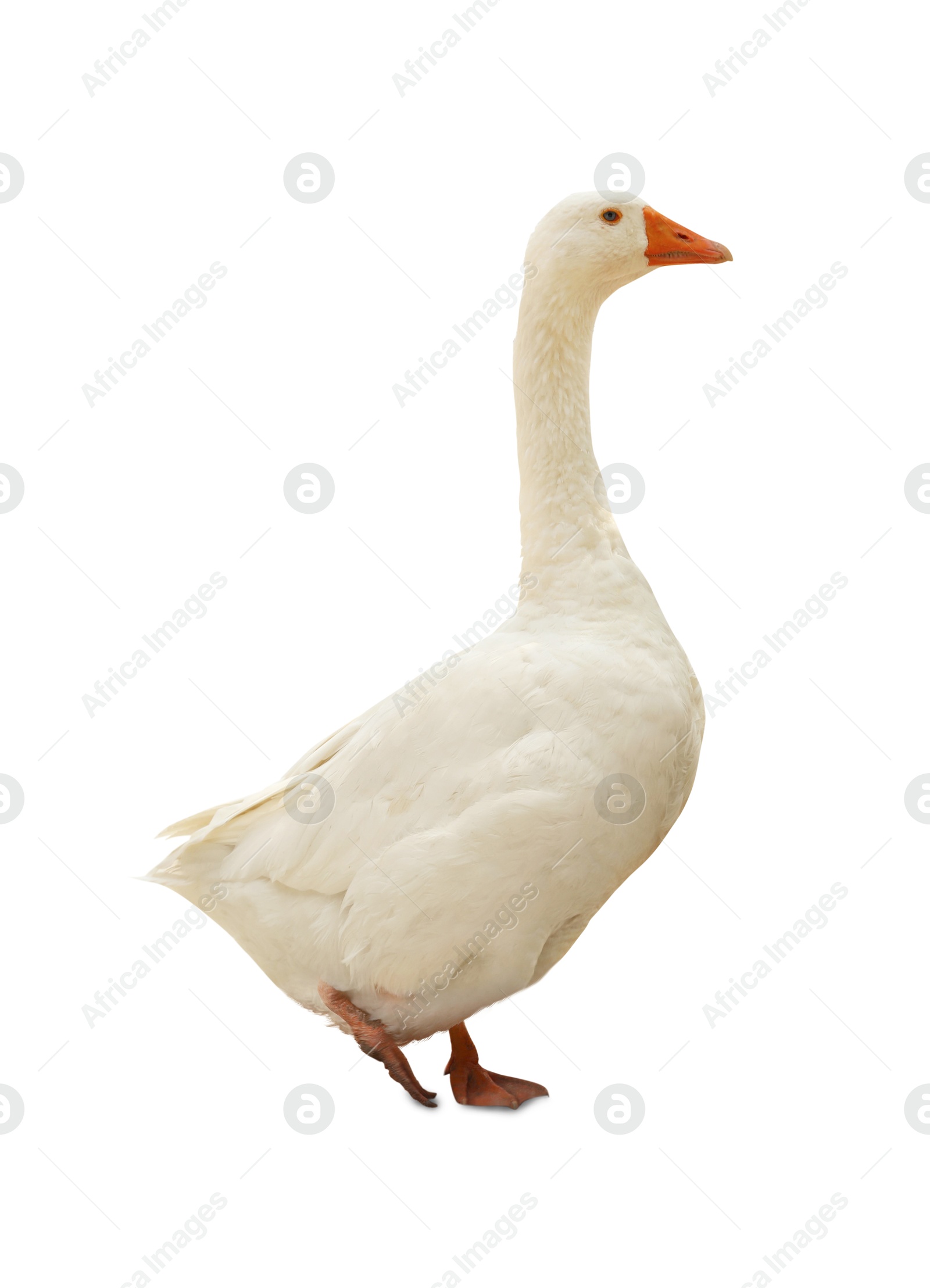 Image of One goose isolated on white. Domesticated bird