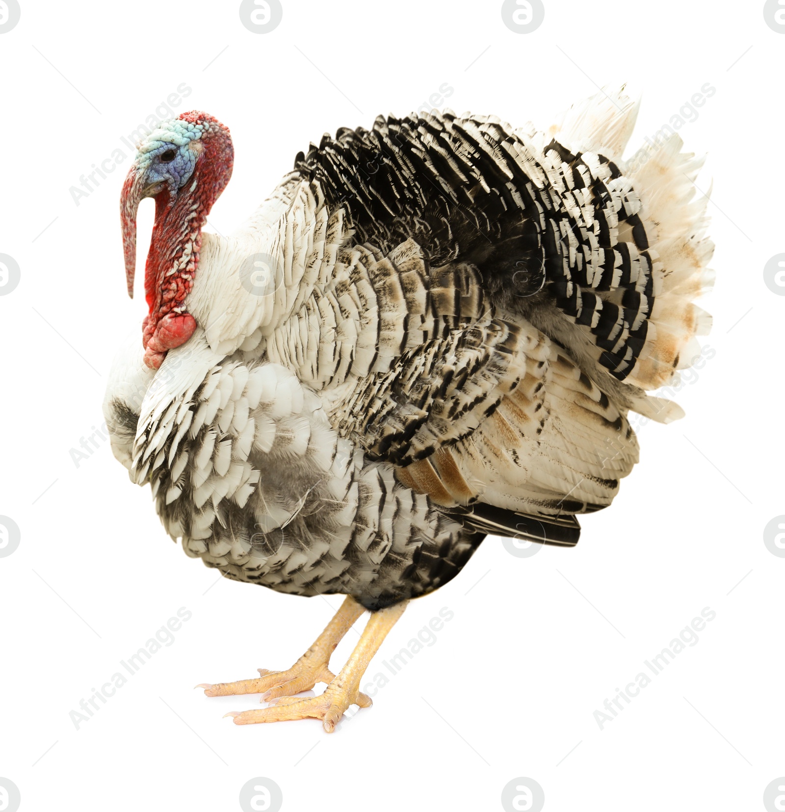 Image of One turkey isolated on white. Domesticated bird