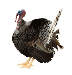 Image of One turkey isolated on white. Domesticated bird