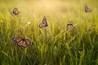 Image of Beautiful butterflies on green grass in meadow