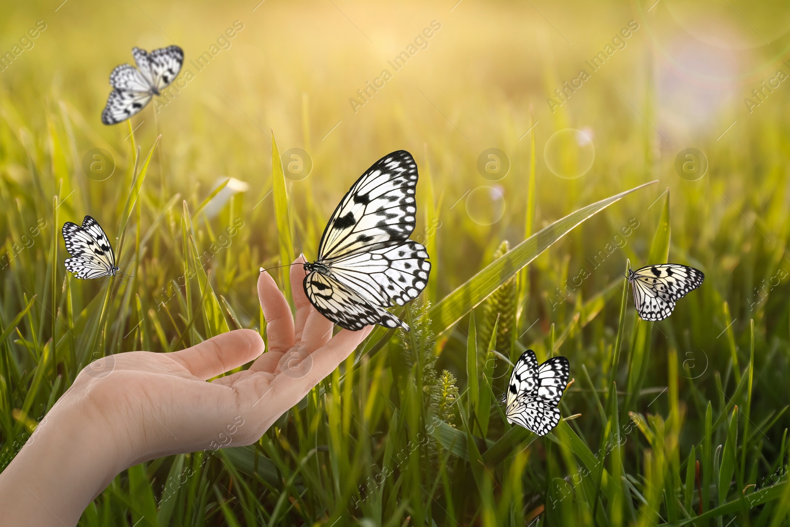 Image of Woman holding beautiful butterfly in meadow on sunny day, closeup