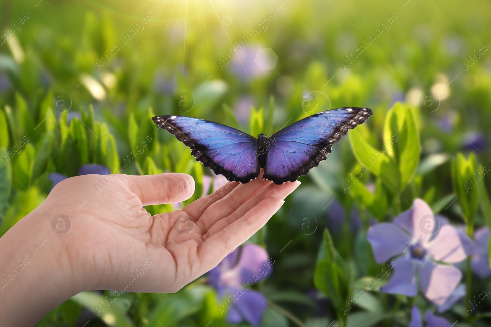 Image of Woman holding beautiful butterfly in meadow, closeup