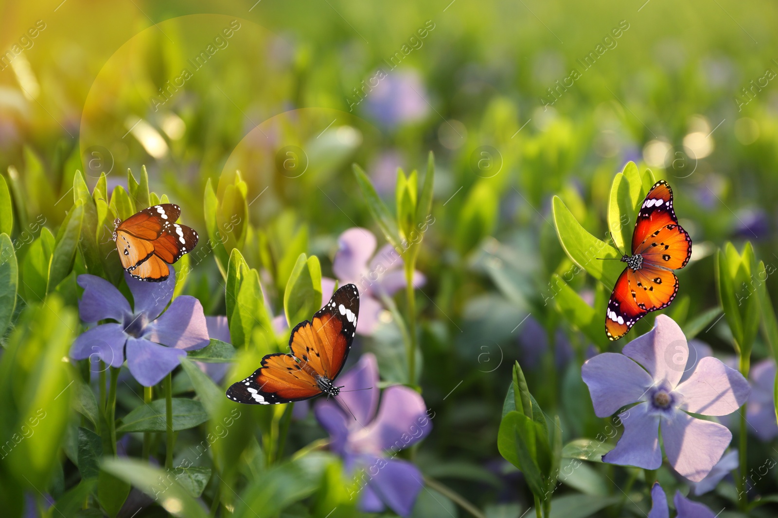 Image of Beautiful butterflies on periwinkle flowers in meadow