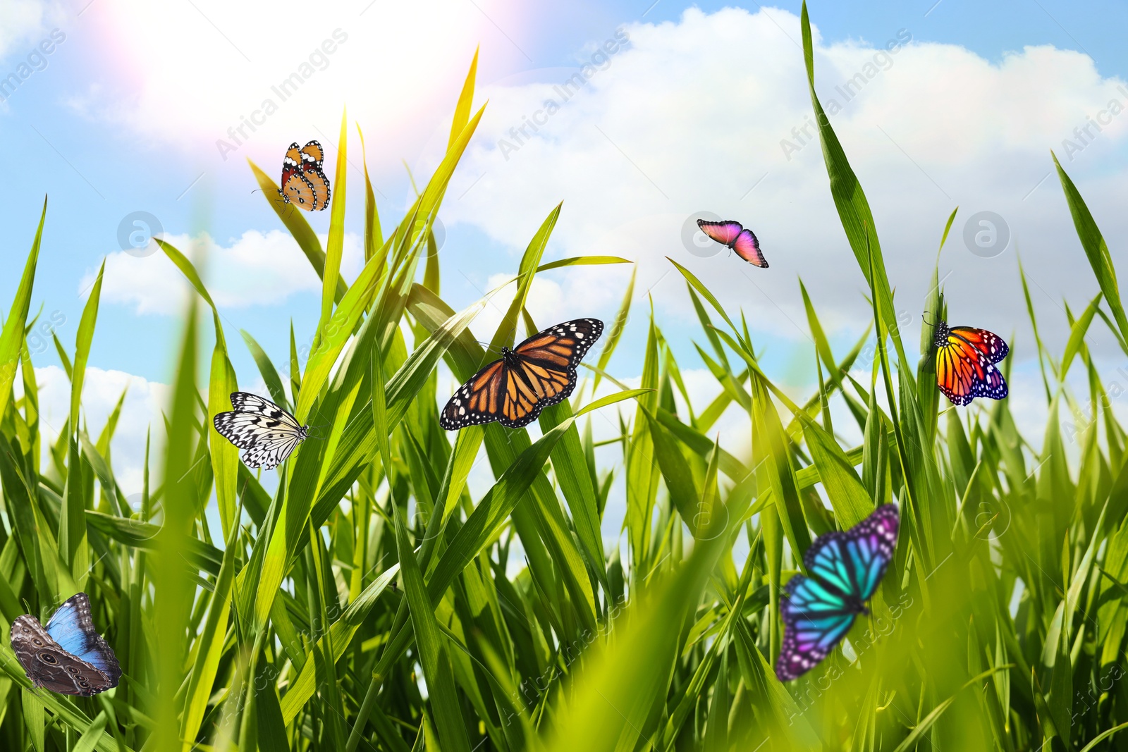 Image of Beautiful butterflies on green grass in meadow