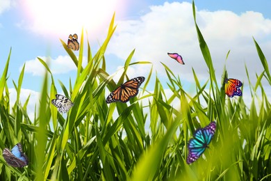 Beautiful butterflies on green grass in meadow