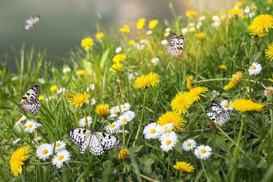 Image of Beautiful butterflies among daisy and dandelion flowers in meadow