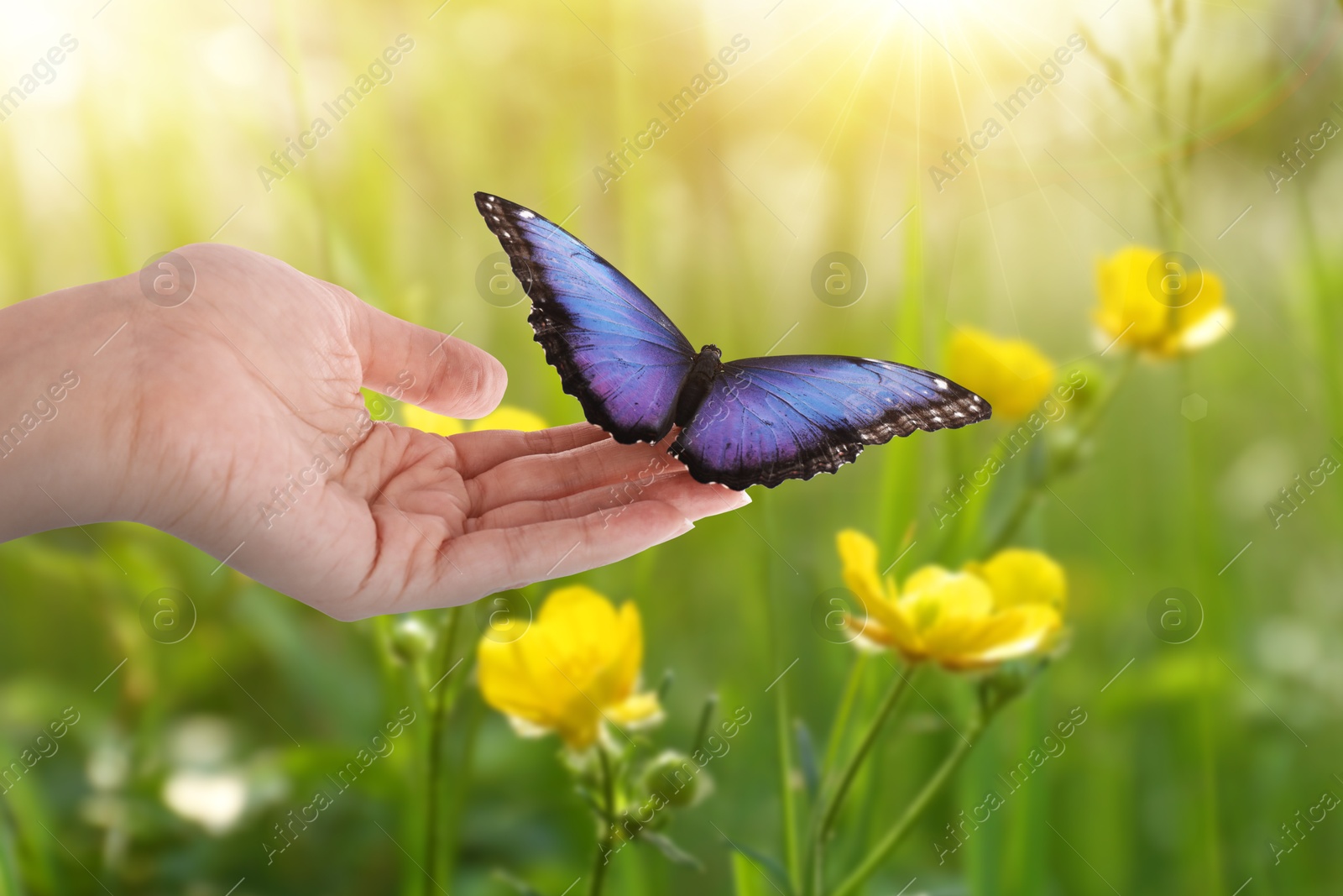 Image of Woman holding beautiful butterfly in meadow on sunny day, closeup