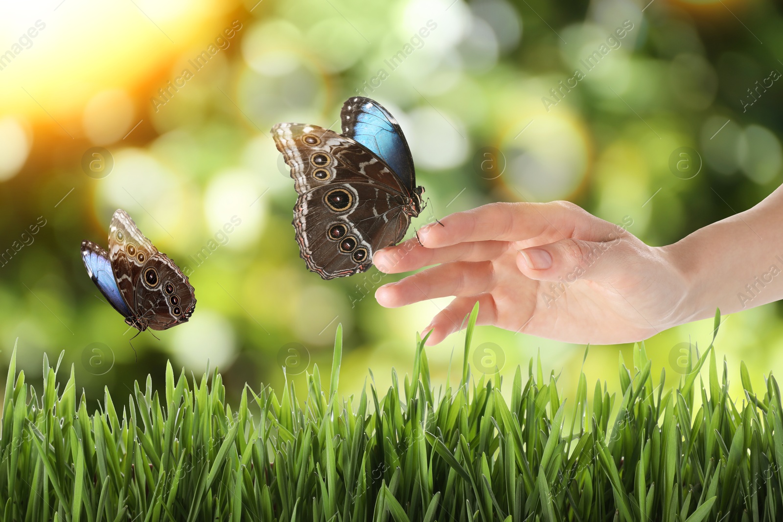 Image of Woman holding beautiful butterflies in meadow on sunny day, closeup