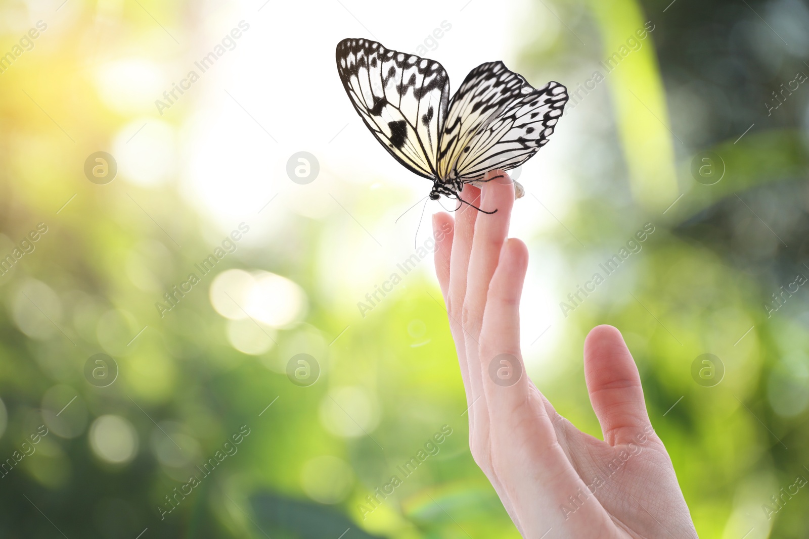 Image of Woman holding beautiful butterfly against blurred background, closeup. Space for text