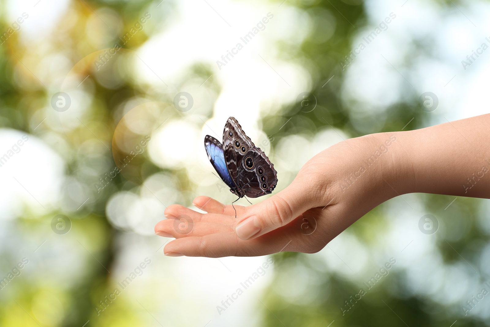 Image of Woman holding beautiful butterfly against blurred background, closeup