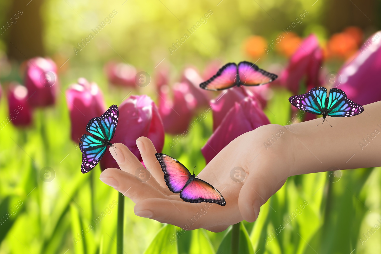 Image of Woman holding beautiful butterflies in garden on sunny day, closeup