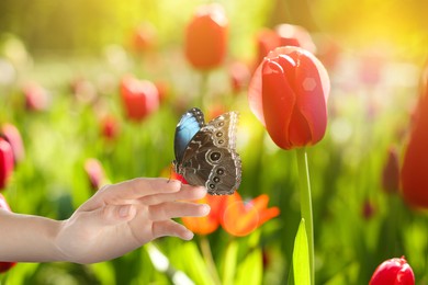 Woman holding beautiful butterfly in garden on sunny day, closeup