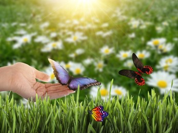 Woman holding beautiful butterfly in meadow on sunny day, closeup