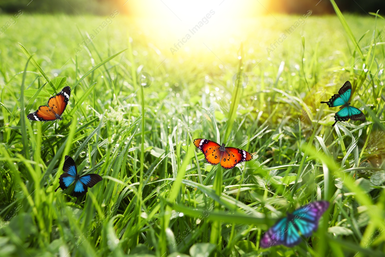 Image of Beautiful butterflies on green grass in meadow on sunny day