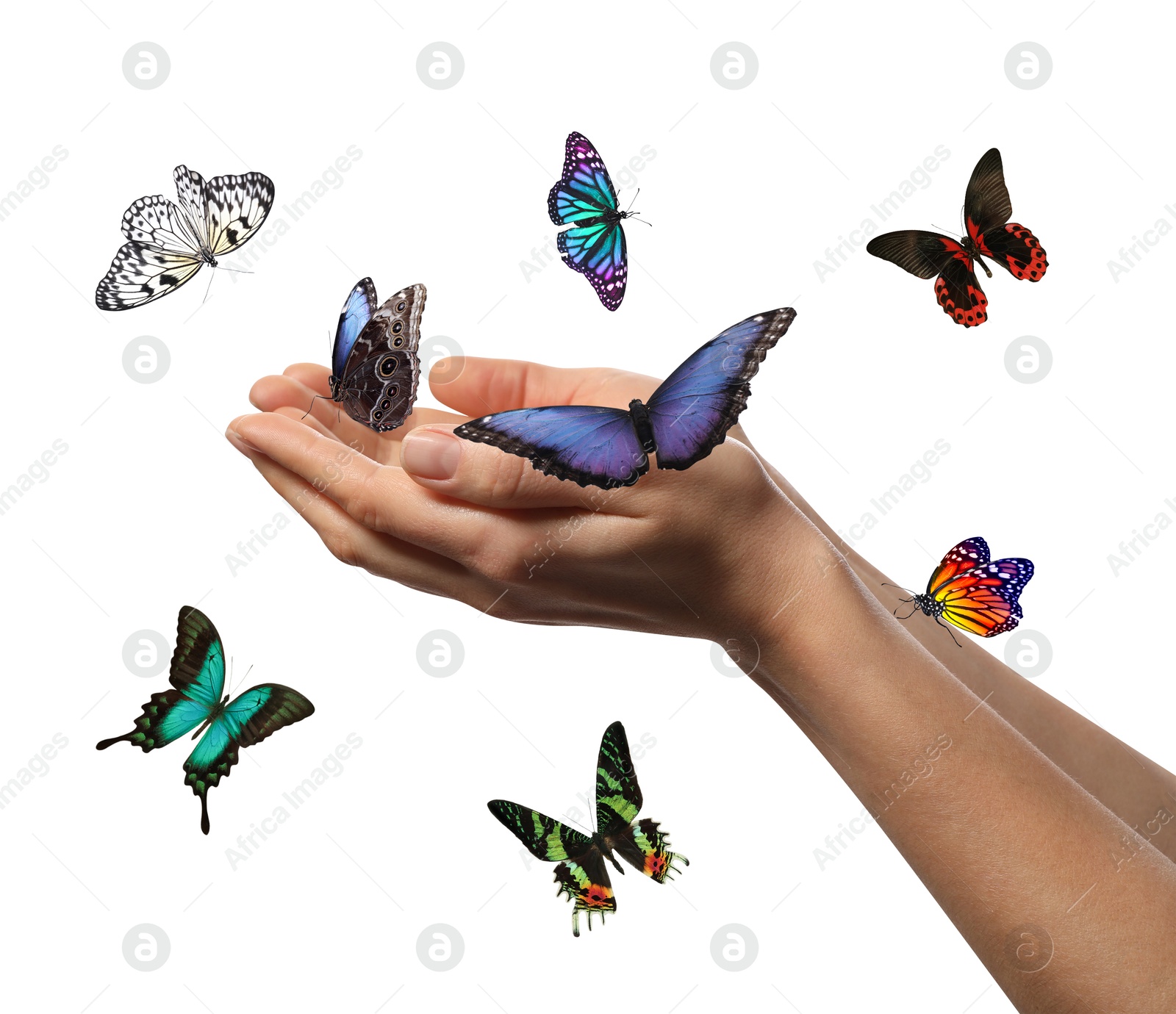 Image of Woman holding beautiful butterflies on white background, closeup