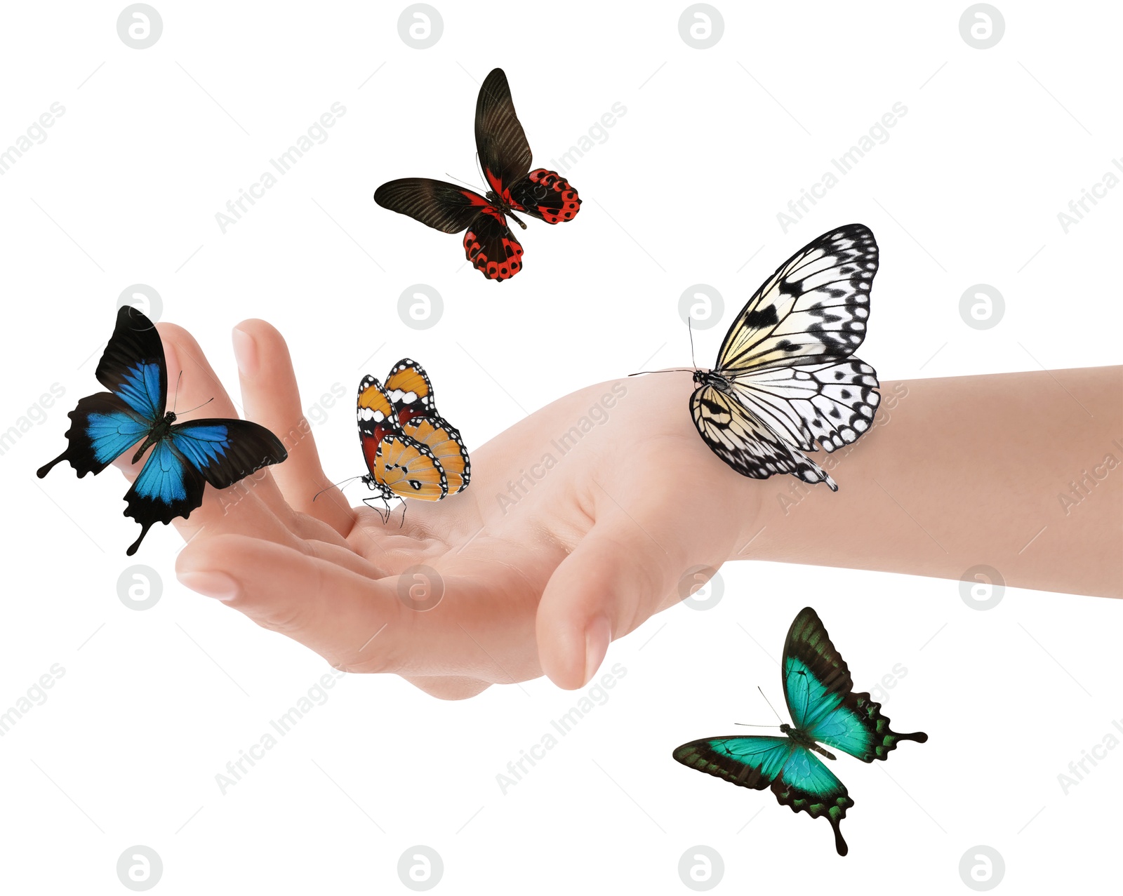 Image of Woman holding beautiful butterflies on white background, closeup