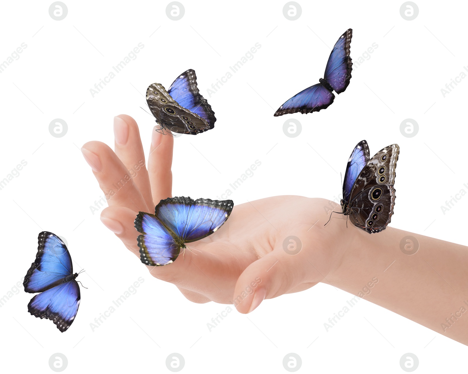 Image of Woman holding beautiful butterflies on white background, closeup