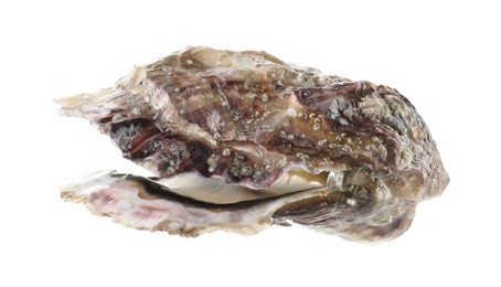 Photo of One raw oyster isolated on white. Sea food