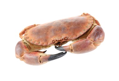 One raw crab isolated on white. Sea food