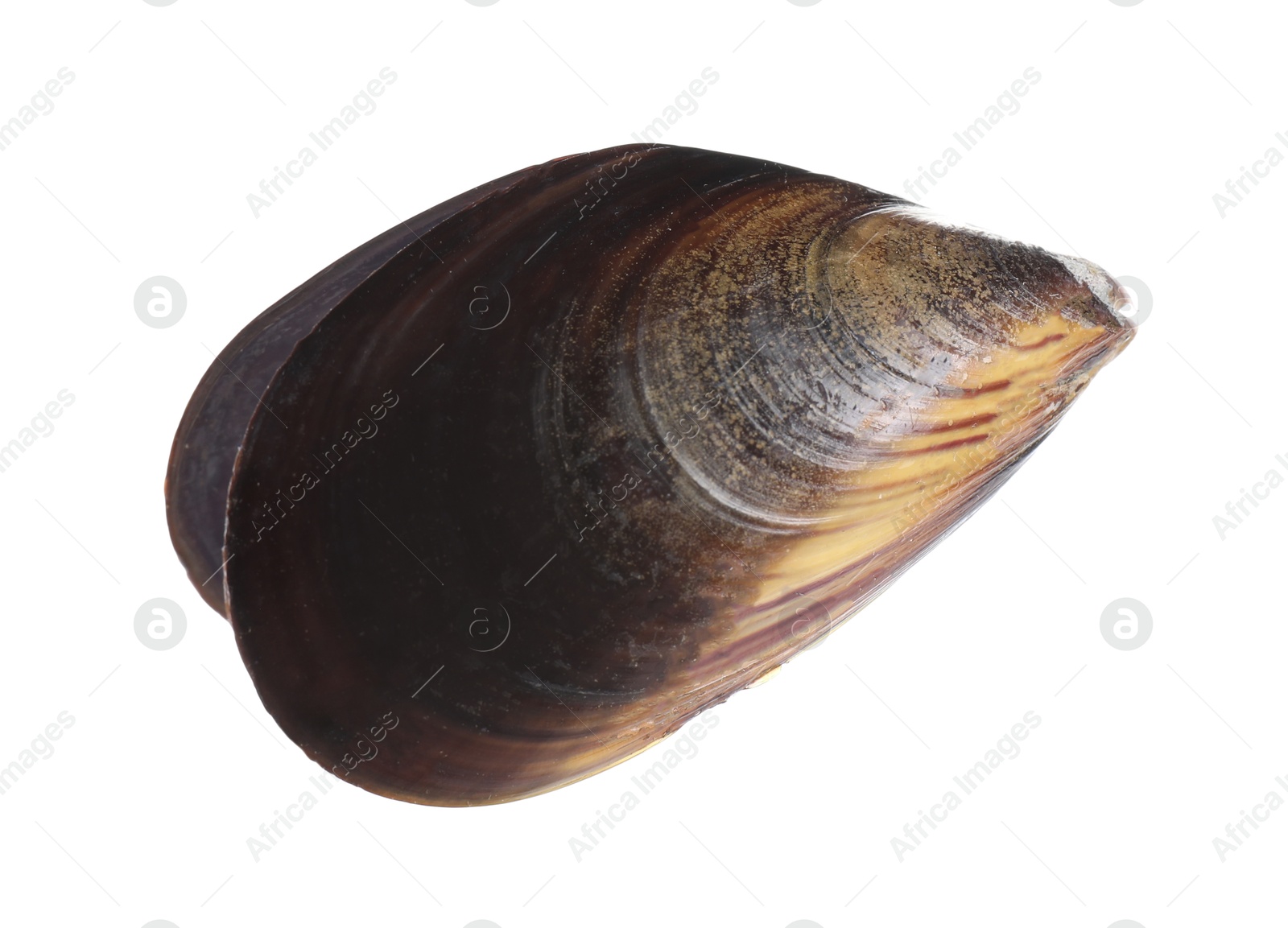 Photo of One raw mussel isolated on white. Sea food