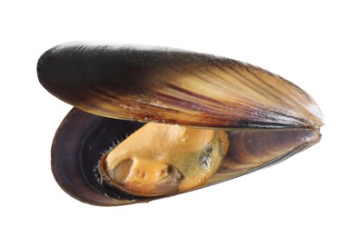 Photo of One raw mussel isolated on white. Sea food