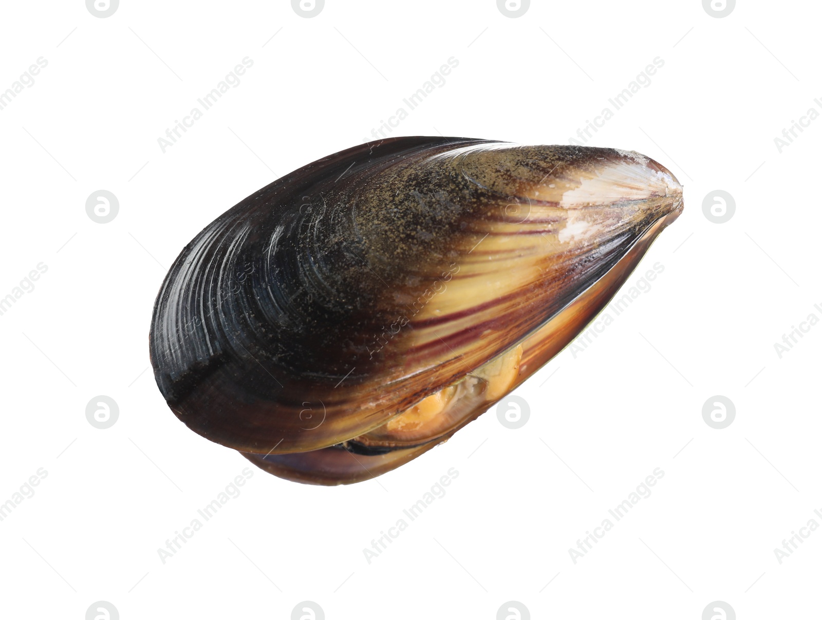 Photo of One raw mussel isolated on white. Sea food