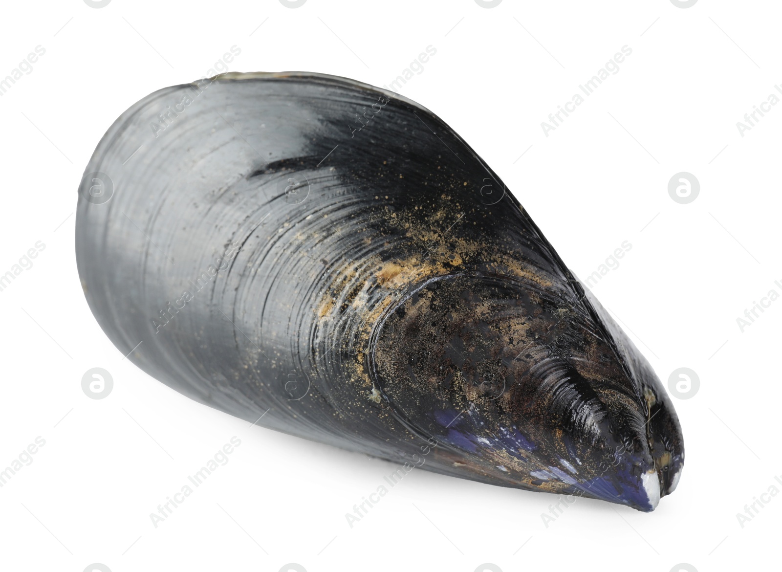 Photo of One raw mussel isolated on white. Sea food