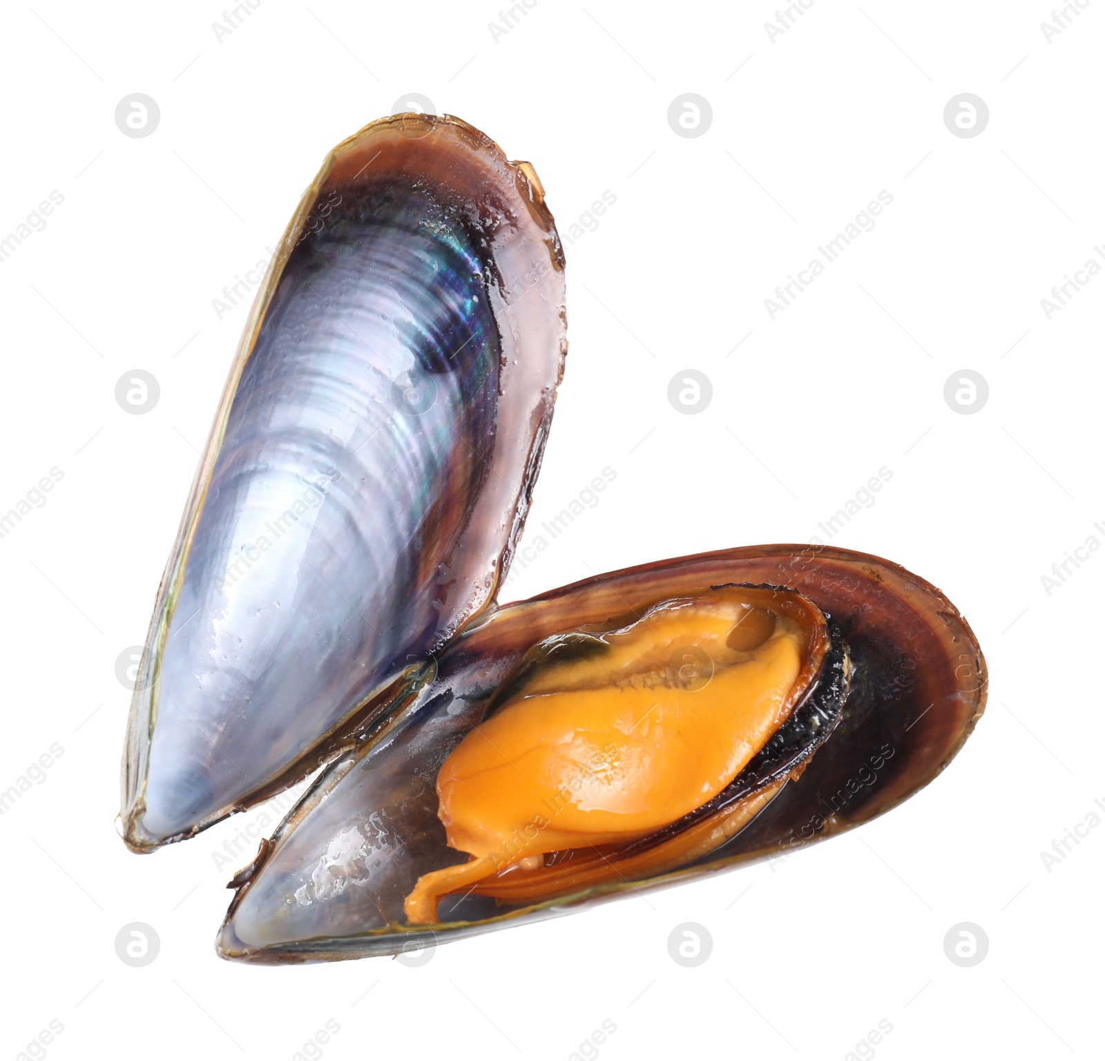 Photo of One raw mussel isolated on white. Sea food