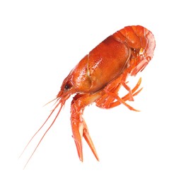 Photo of One red crayfish isolated on white. Sea food