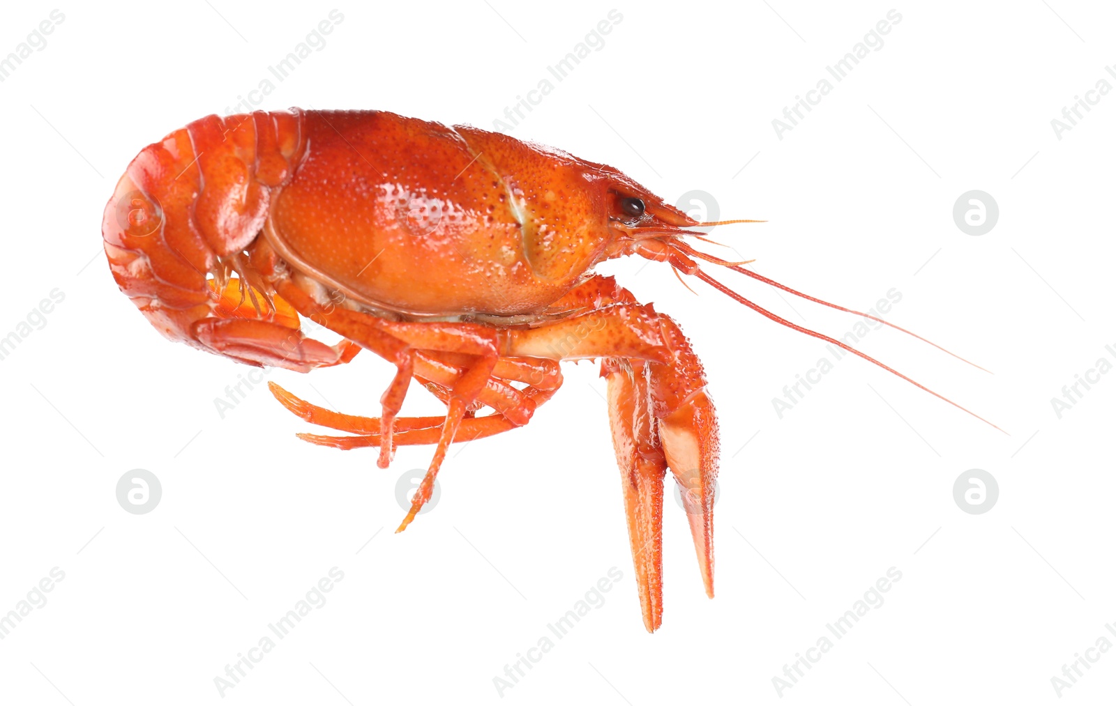 Photo of One red crayfish isolated on white. Sea food