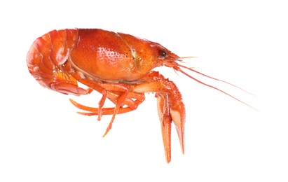 One red crayfish isolated on white. Sea food