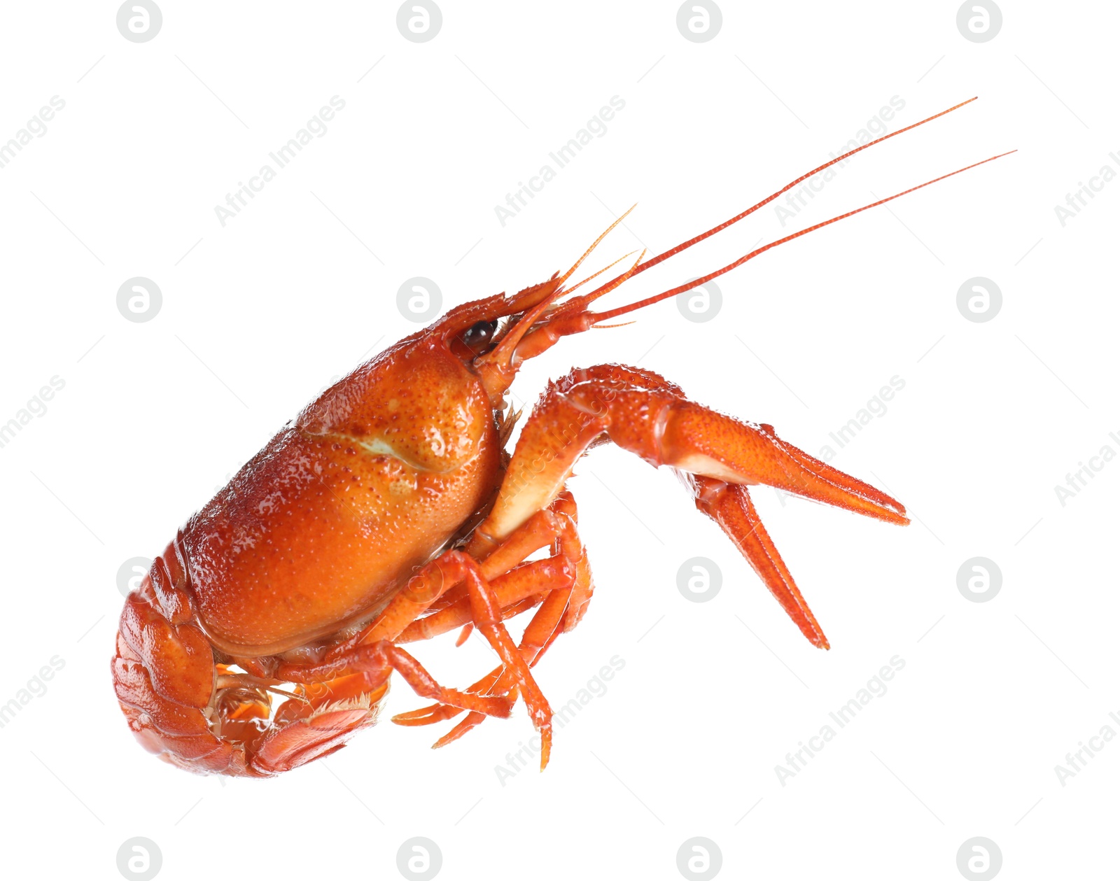 Photo of One red crayfish isolated on white. Sea food