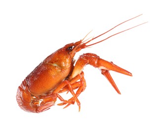 Photo of One red crayfish isolated on white. Sea food