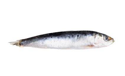 Photo of One raw sardine fish isolated on white. Sea food