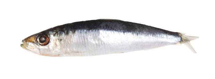 Photo of One raw sardine fish isolated on white. Sea food