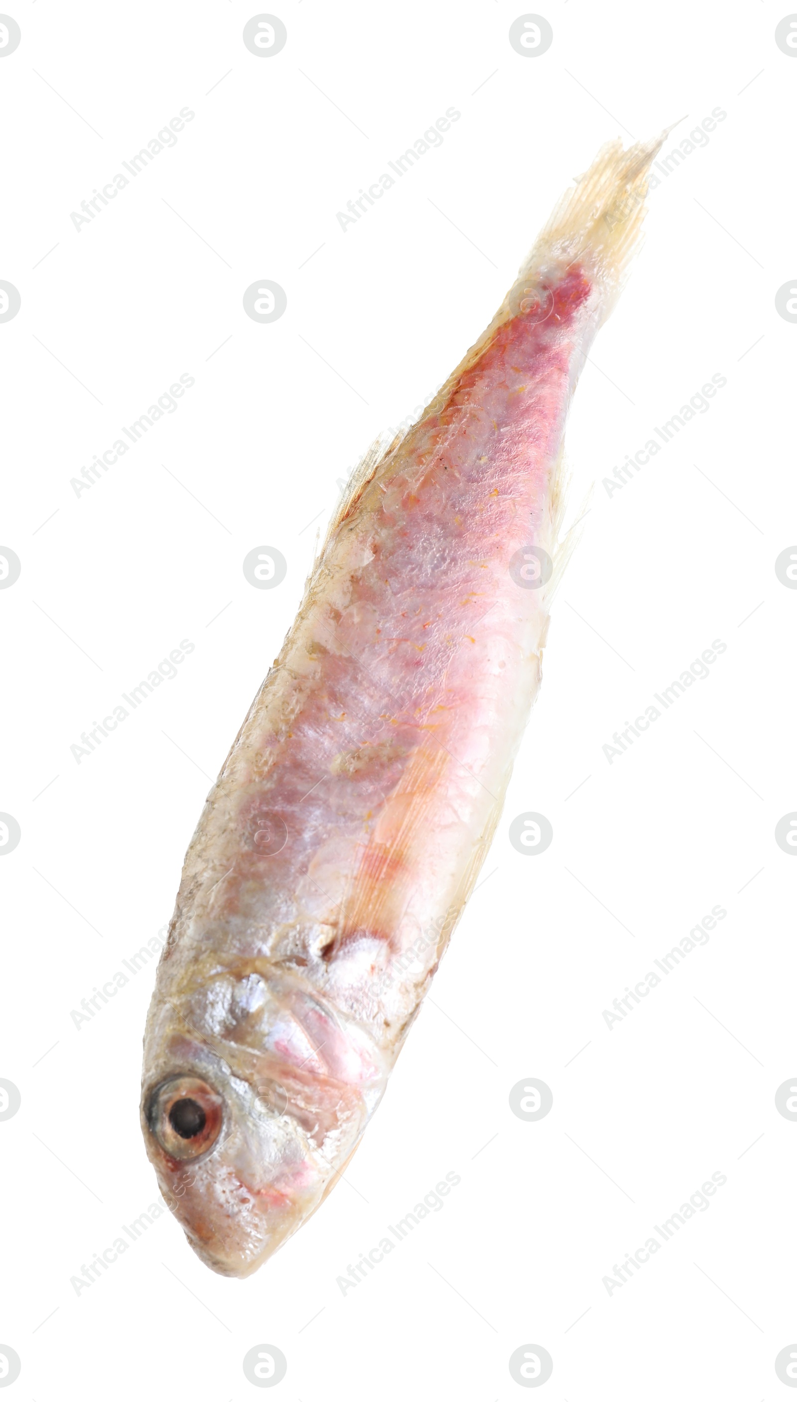 Photo of One raw red mullet fish isolated on white. Sea food