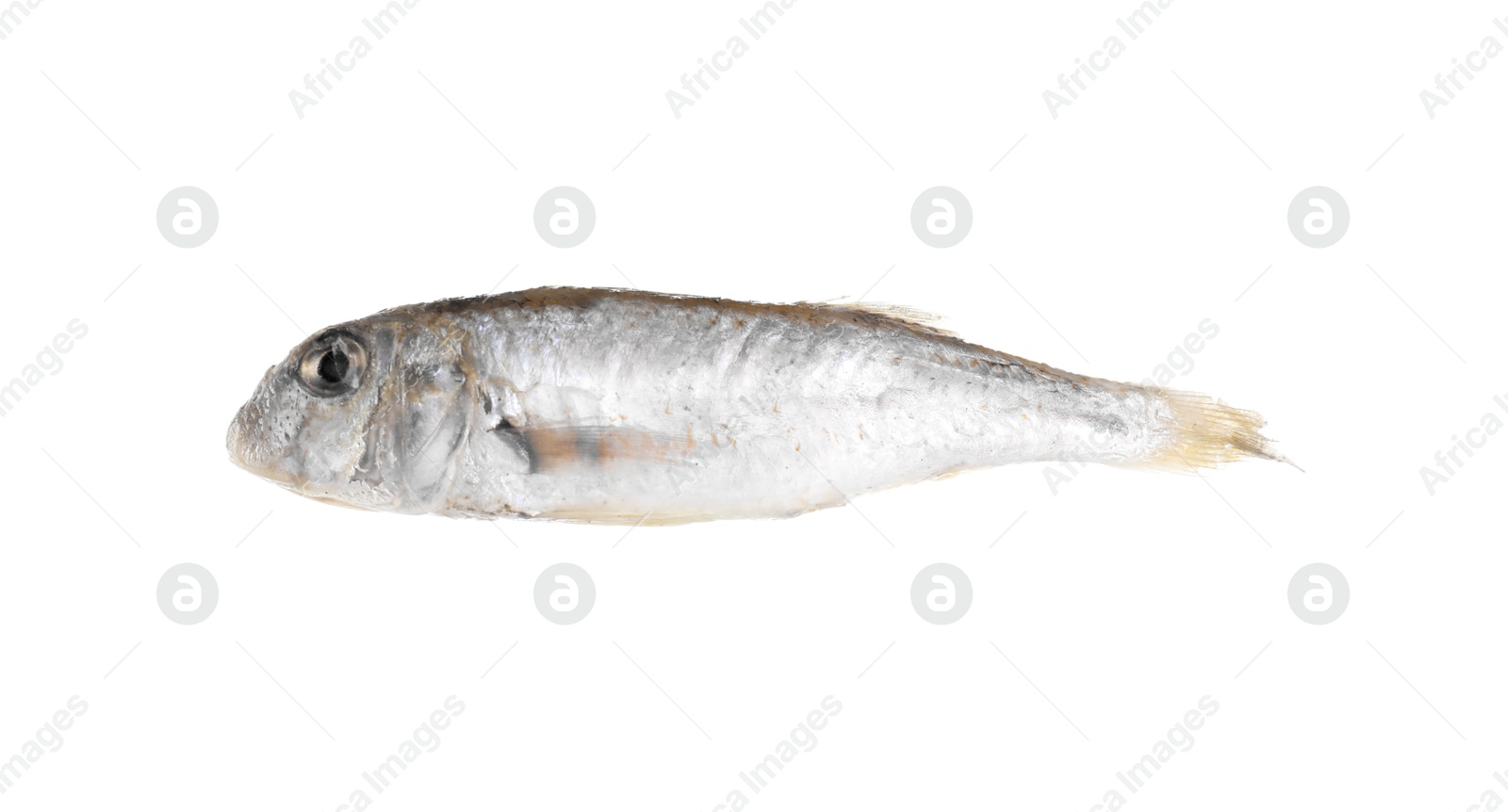 Photo of One raw red mullet fish isolated on white. Sea food