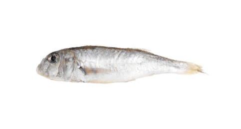 One raw red mullet fish isolated on white. Sea food