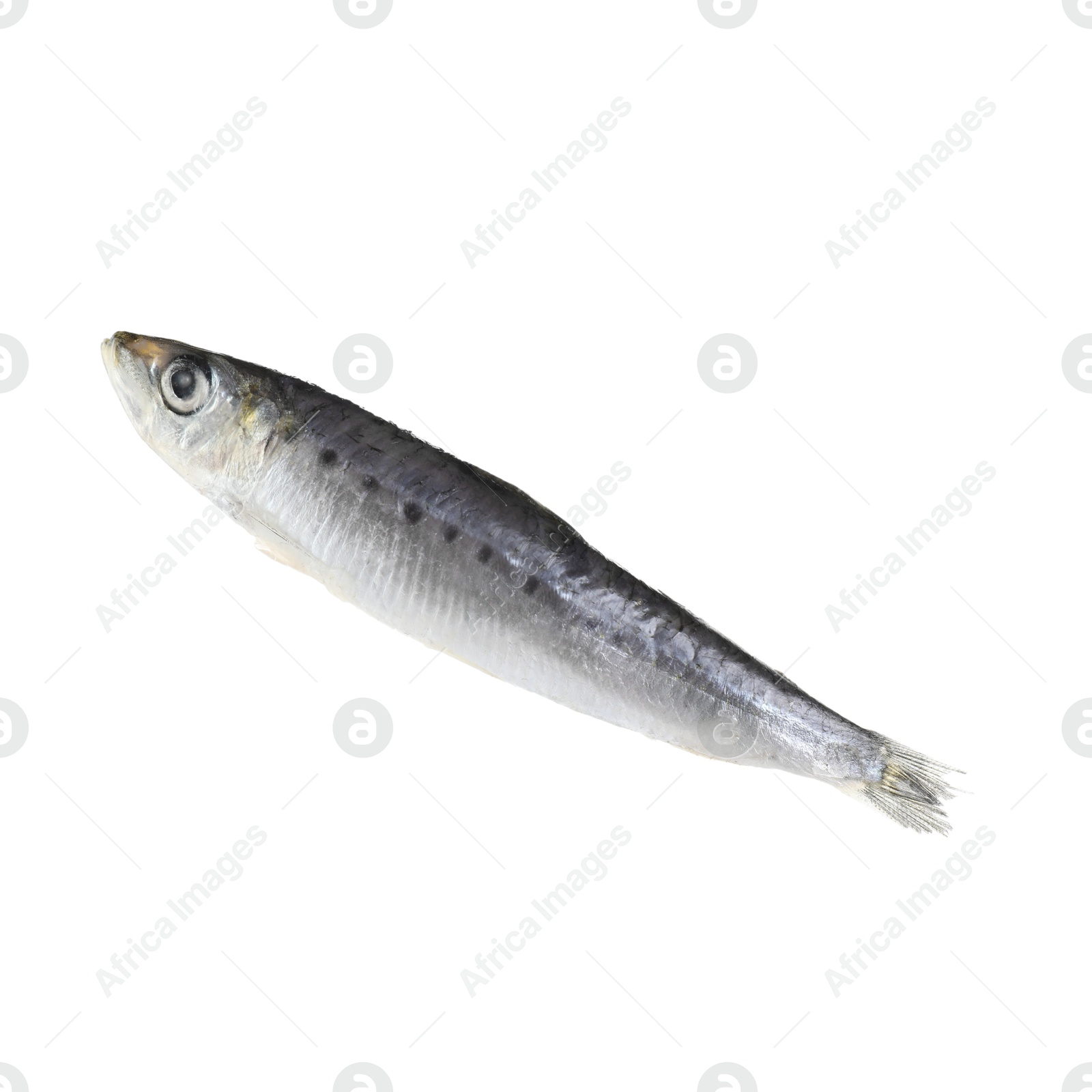 Photo of One raw sardine fish isolated on white. Sea food