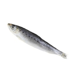 One raw sardine fish isolated on white. Sea food