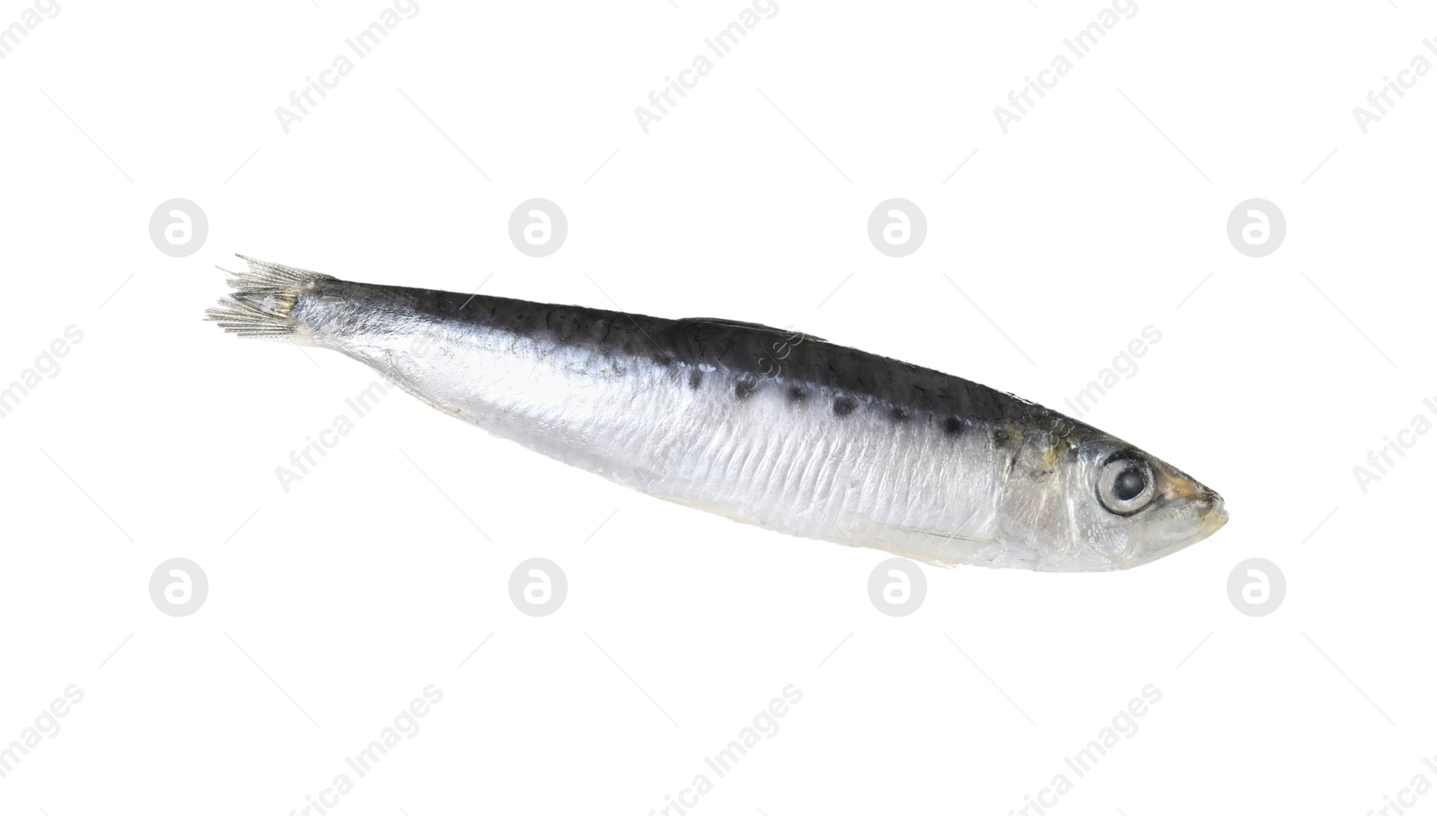 Photo of One raw sardine fish isolated on white. Sea food