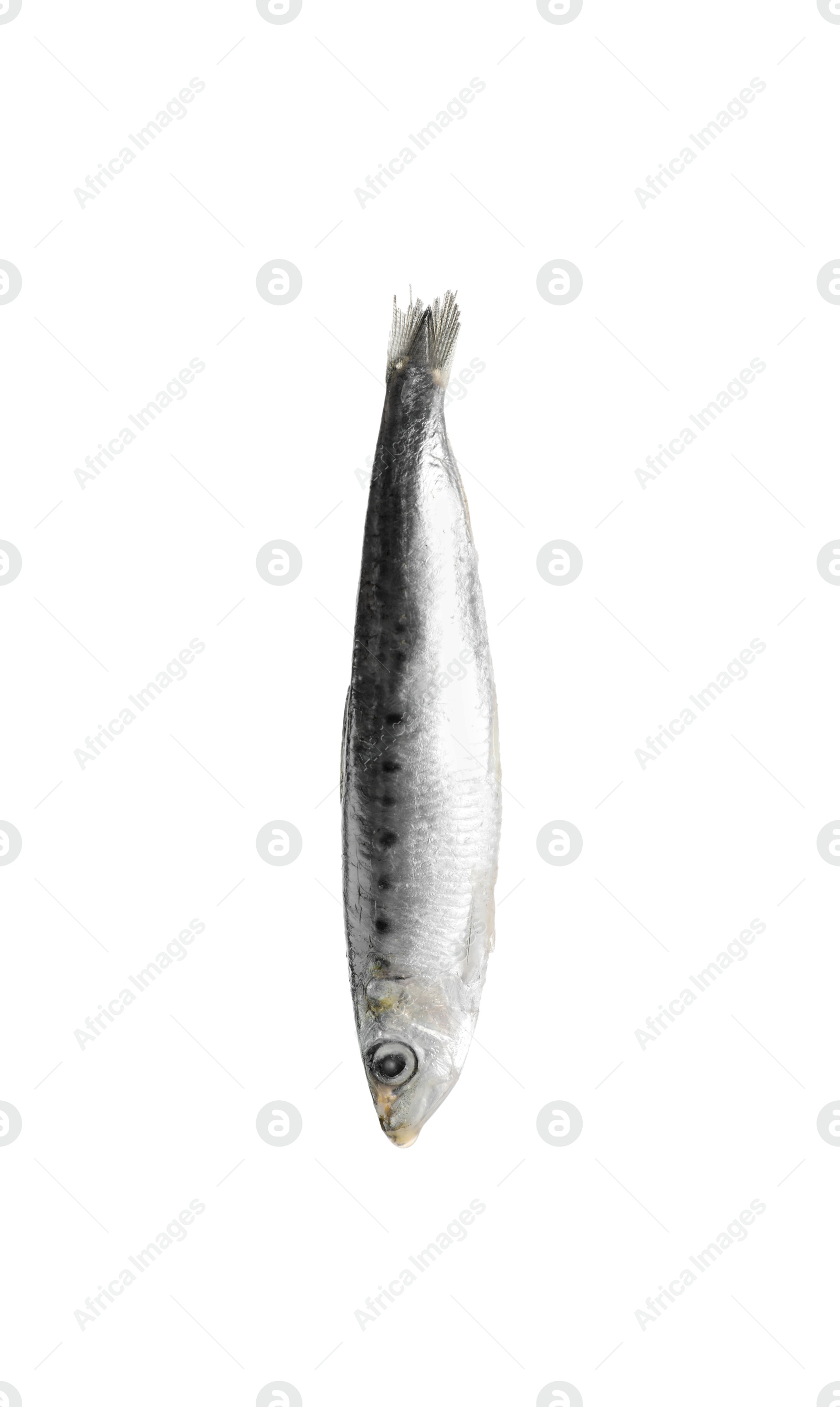 Photo of One raw sardine fish isolated on white. Sea food